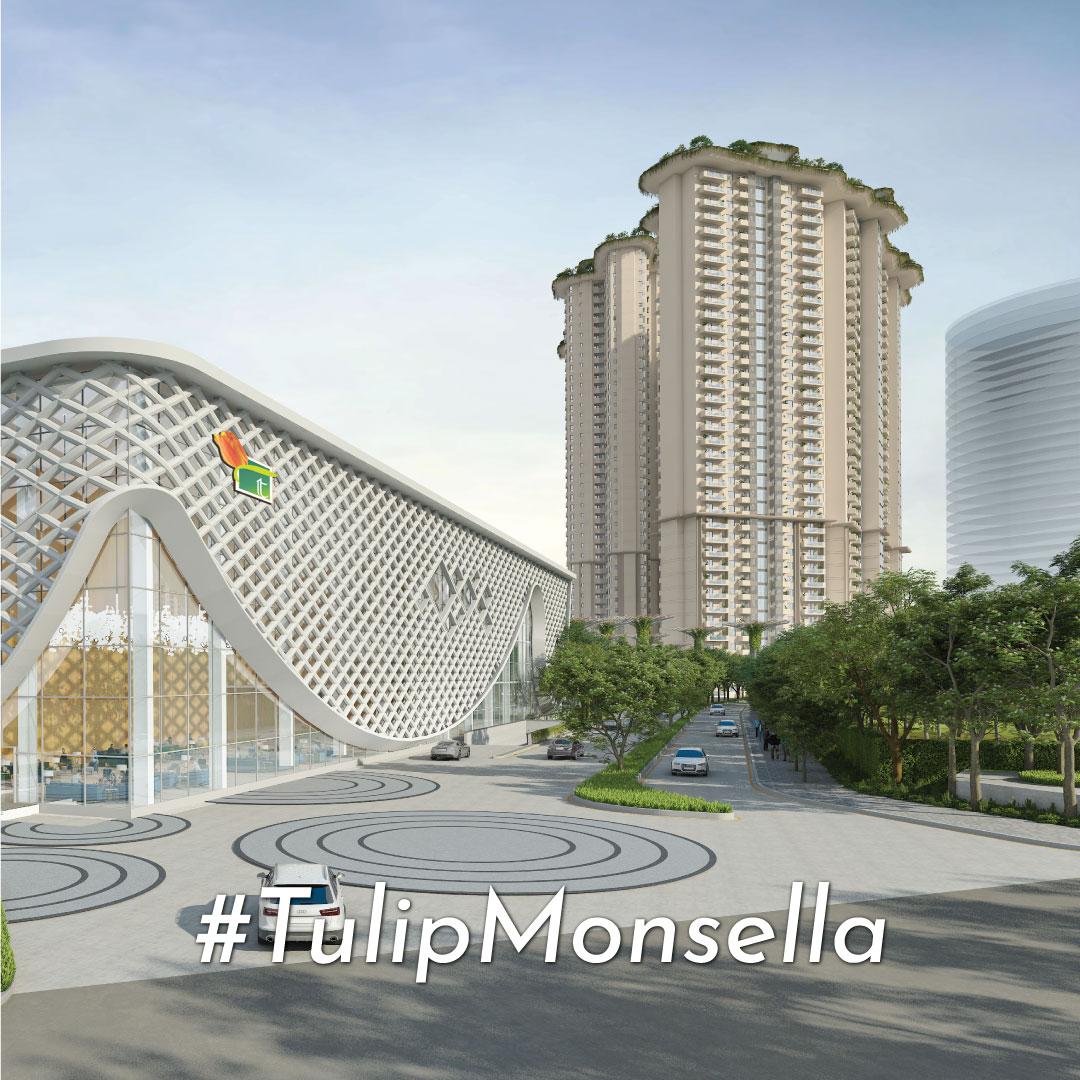 Tulip-Monsella-3