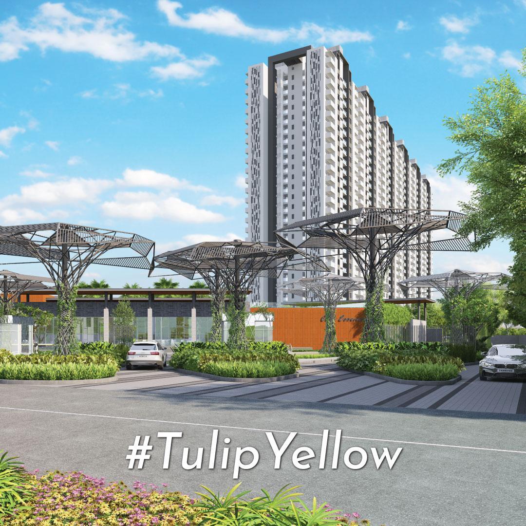 Tulip-Yellow